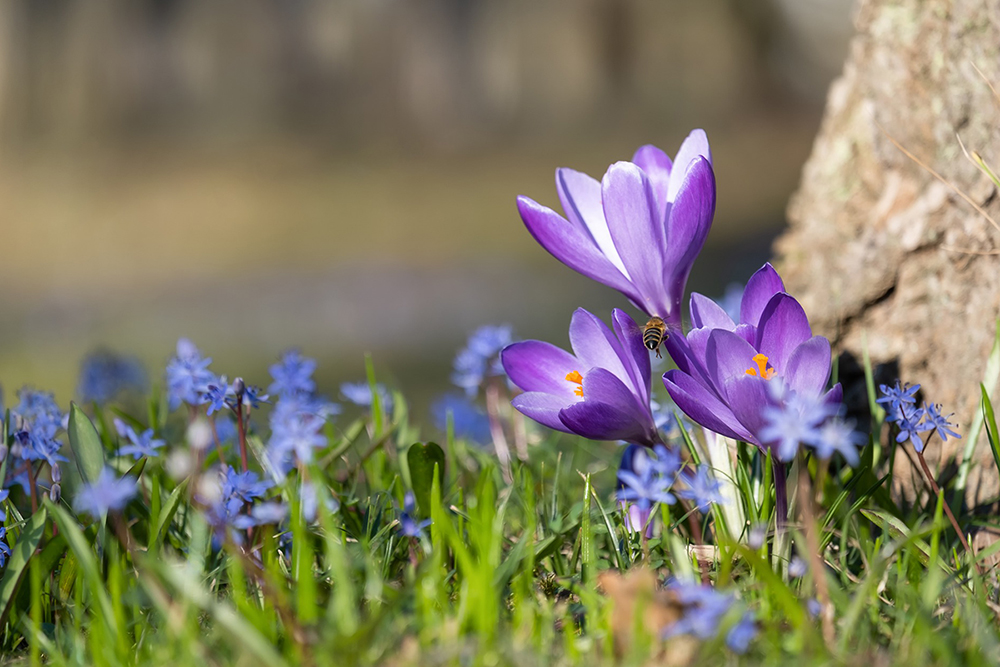 Spring, Crocuses and new beginnings
