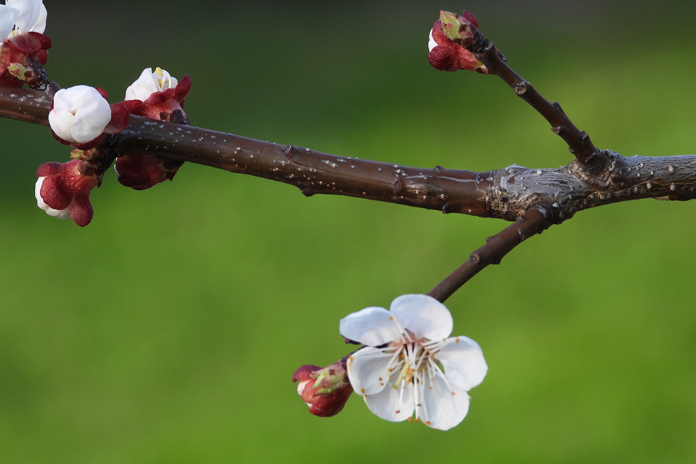 Budding flower on branch